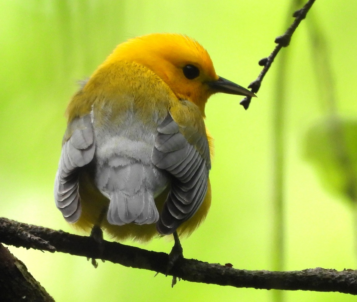 Prothonotary Warbler - ML633015663
