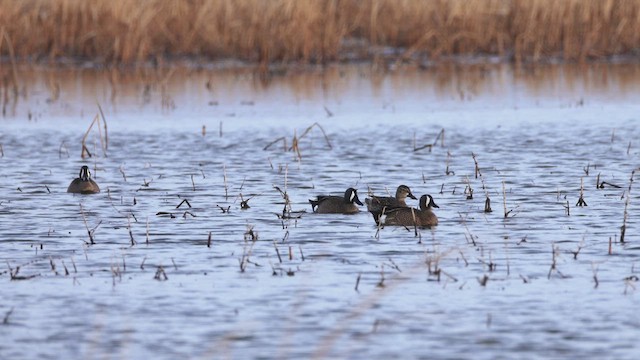 Blue-winged Teal - ML633015680