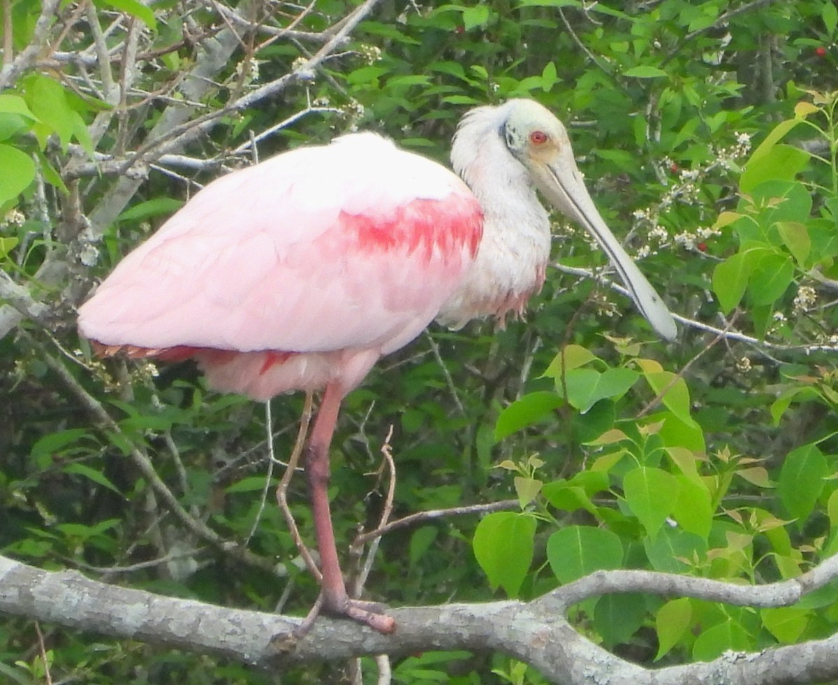 Roseate Spoonbill - ML633015706