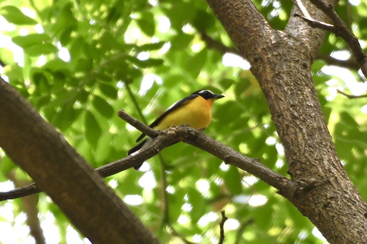 Гуулин намнаа - ML633015769