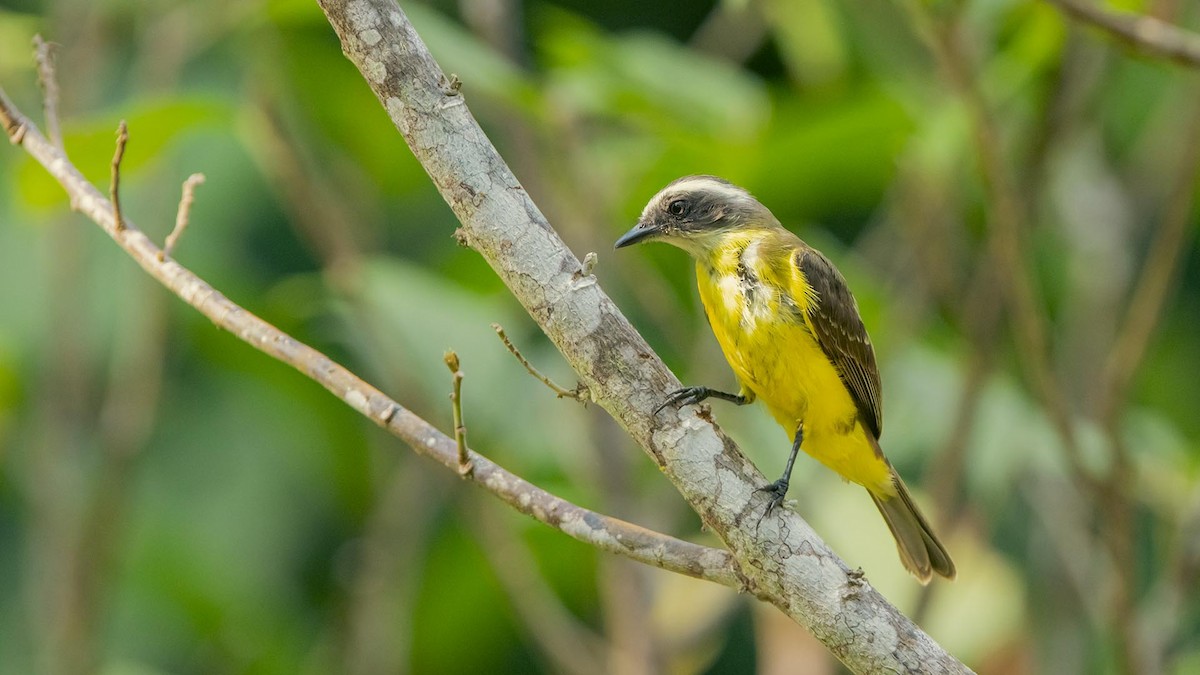 Social Flycatcher - ML633015794