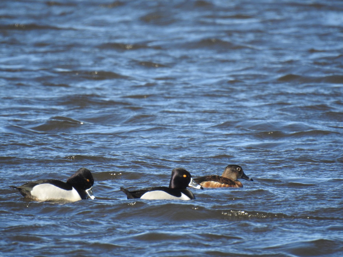 Ring-necked Duck - ML633016383