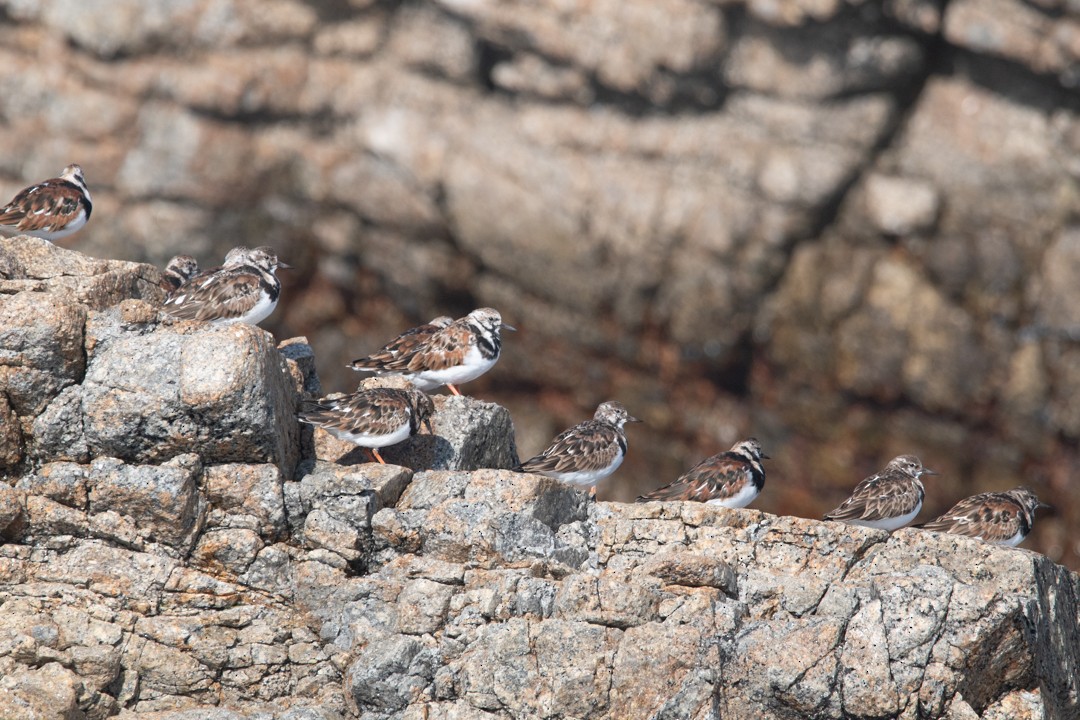 Ruddy Turnstone - ML633016412