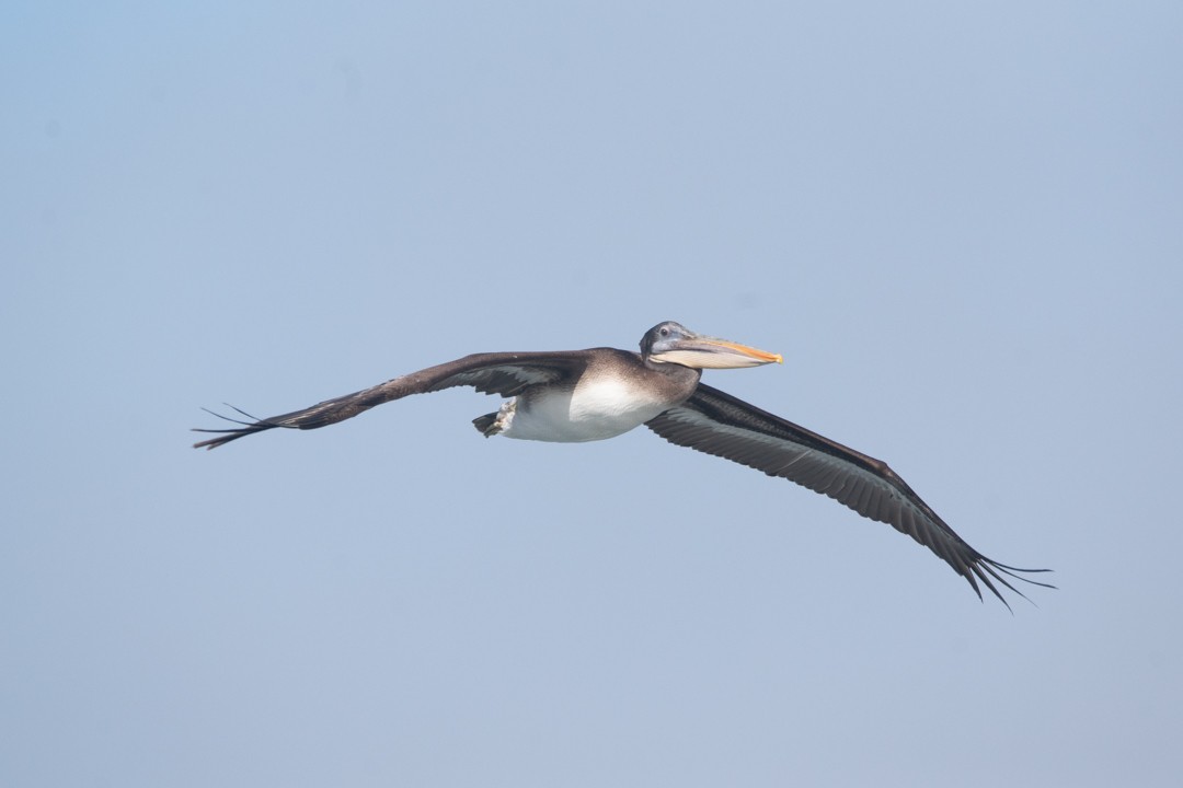 Peruvian Pelican - ML633016441