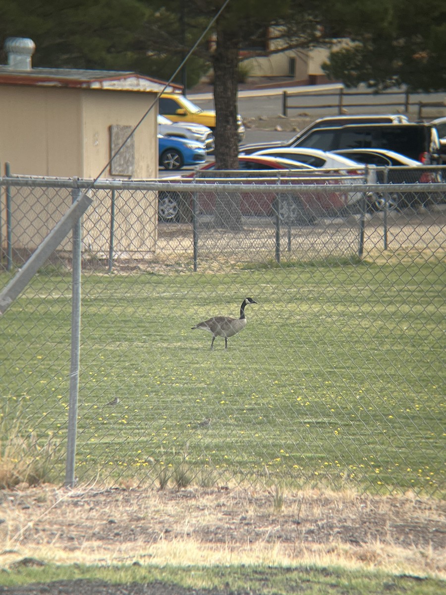 Канад галуу - ML633016499