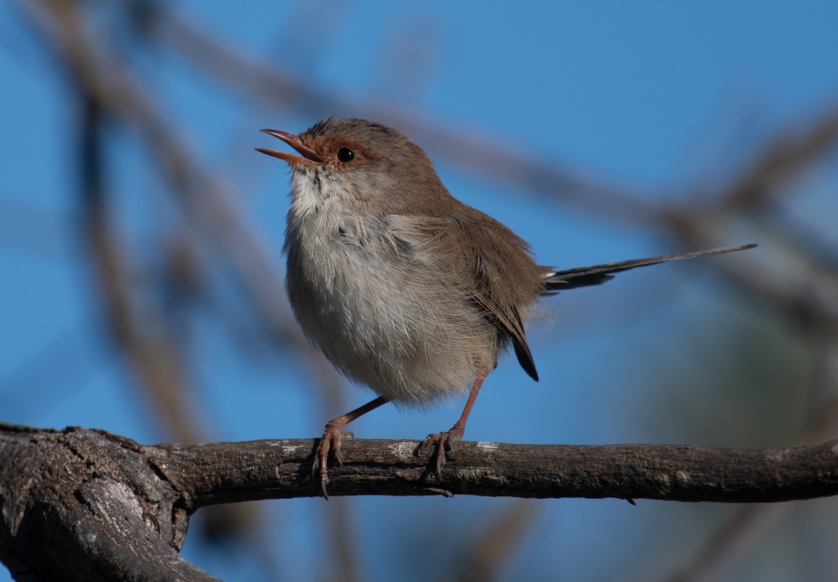 Superb Fairywren - ML633016656