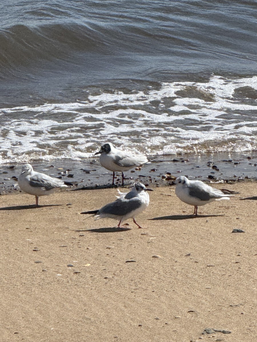 Black-headed Gull - ML633016710