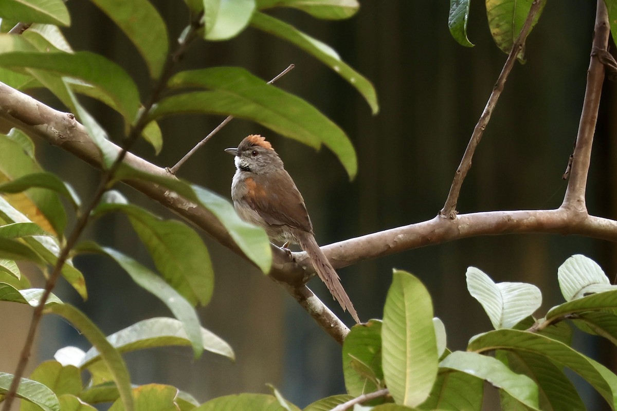 Pale-breasted Spinetail - ML633016723
