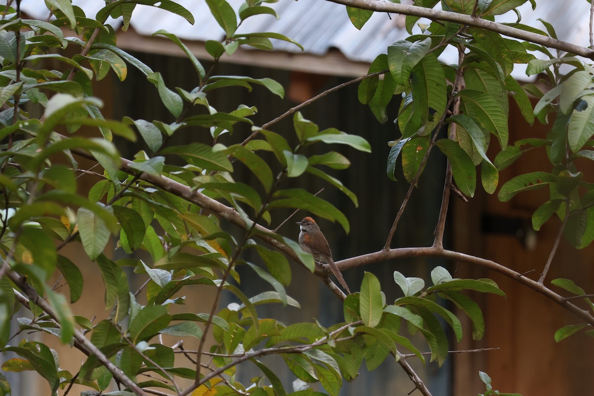 Pale-breasted Spinetail - ML633016724