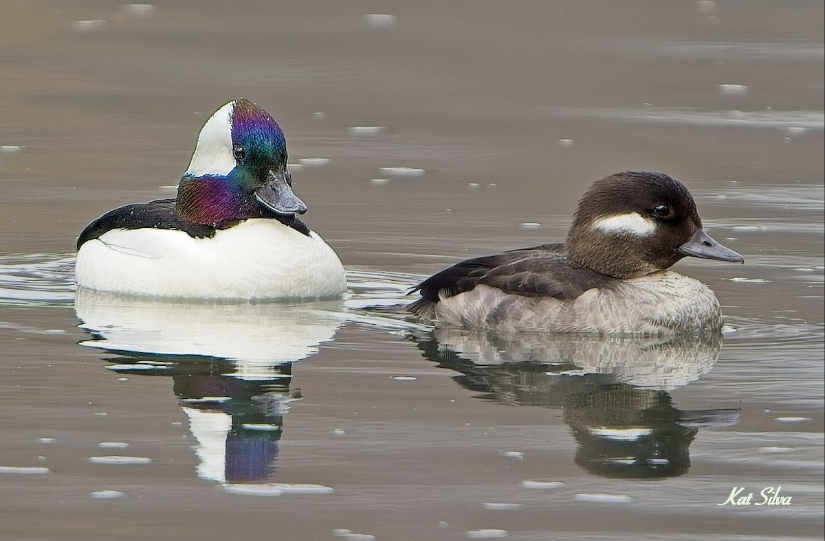 Bufflehead - ML633016903