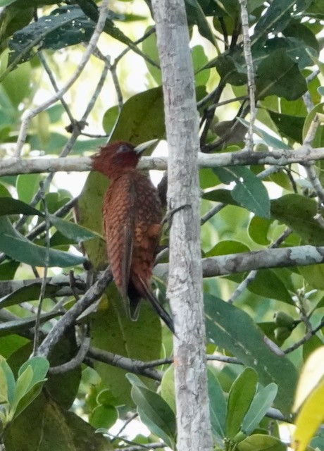 Waved Woodpecker (Scale-breasted) - ML633016935