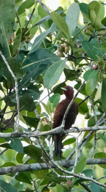 Waved Woodpecker (Scale-breasted) - ML633016936