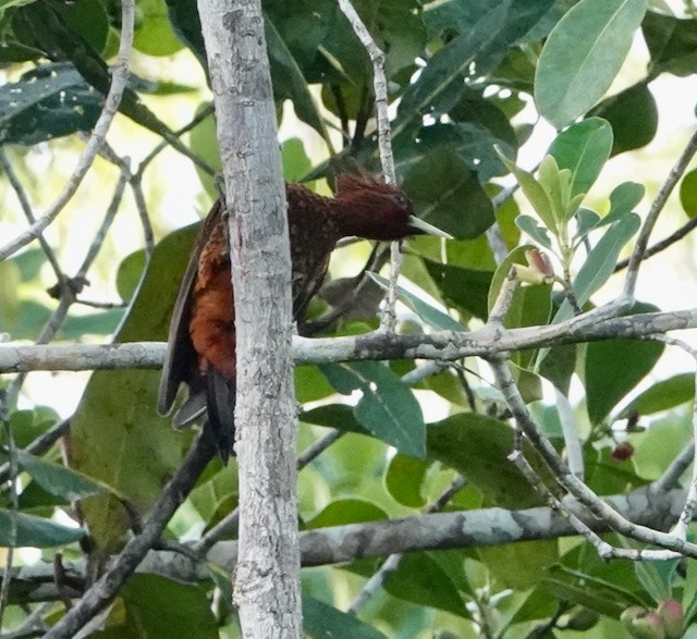 Waved Woodpecker (Scale-breasted) - ML633016937