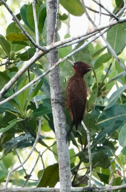 Waved Woodpecker (Scale-breasted) - ML633016938