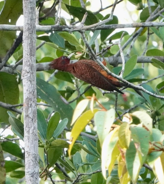 Waved Woodpecker (Scale-breasted) - ML633016939