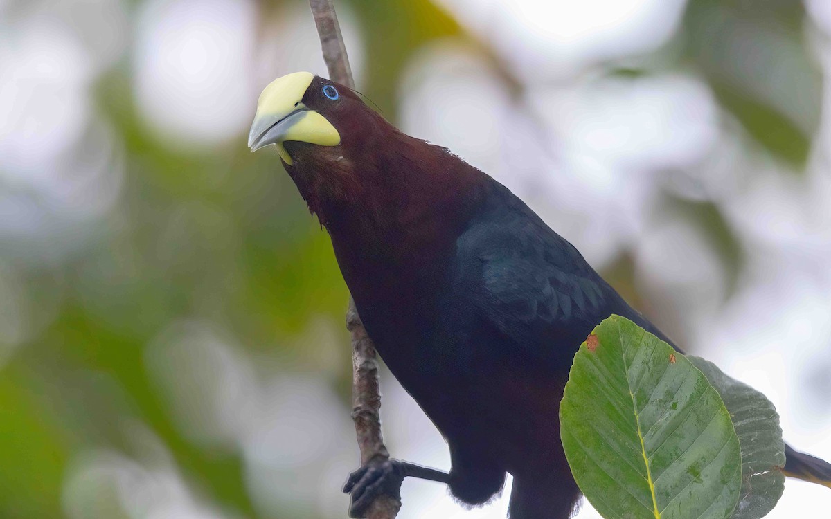 Chestnut-headed Oropendola - ML633017015