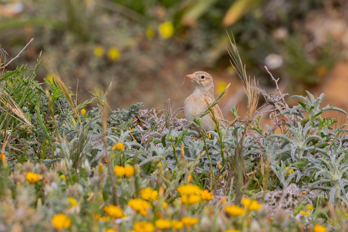 Arabian Lark - ML633017053