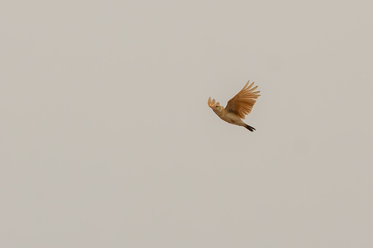 Arabian Lark - ML633017055