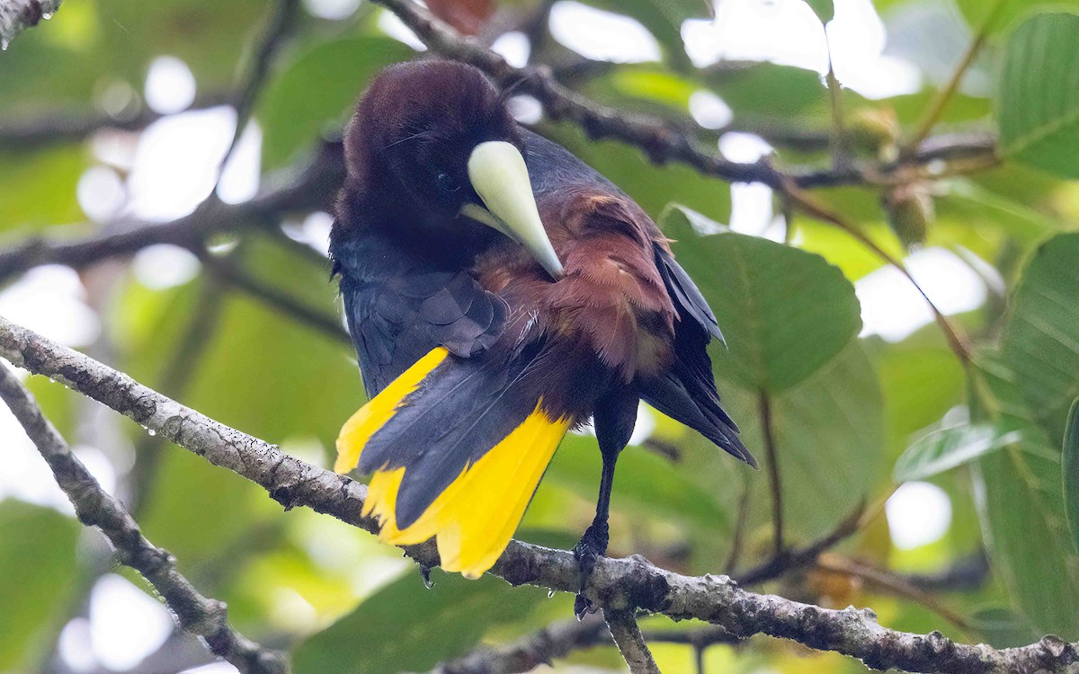 Chestnut-headed Oropendola - ML633017078