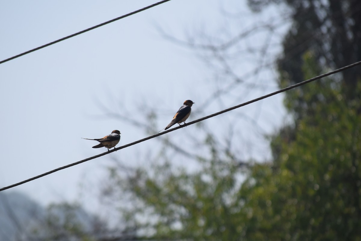 Eastern Red-rumped Swallow - ML633017118