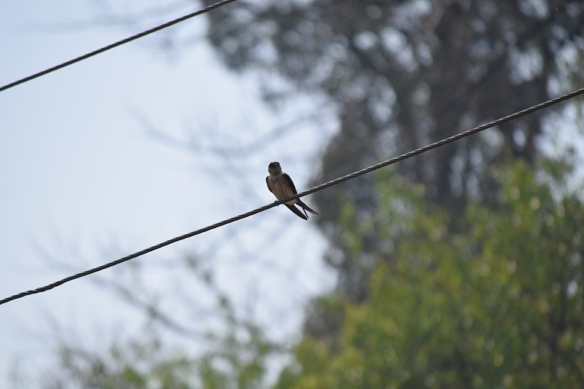 Eastern Red-rumped Swallow - ML633017119