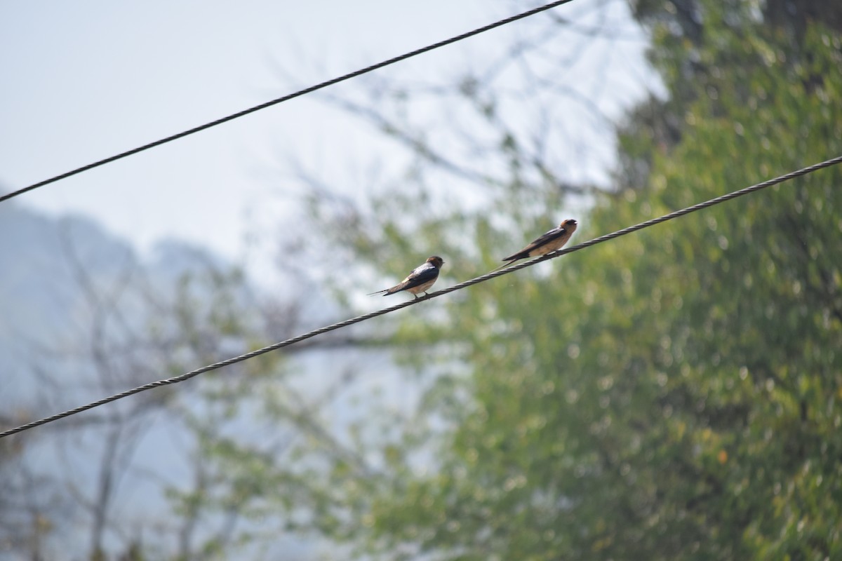 Eastern Red-rumped Swallow - ML633017120