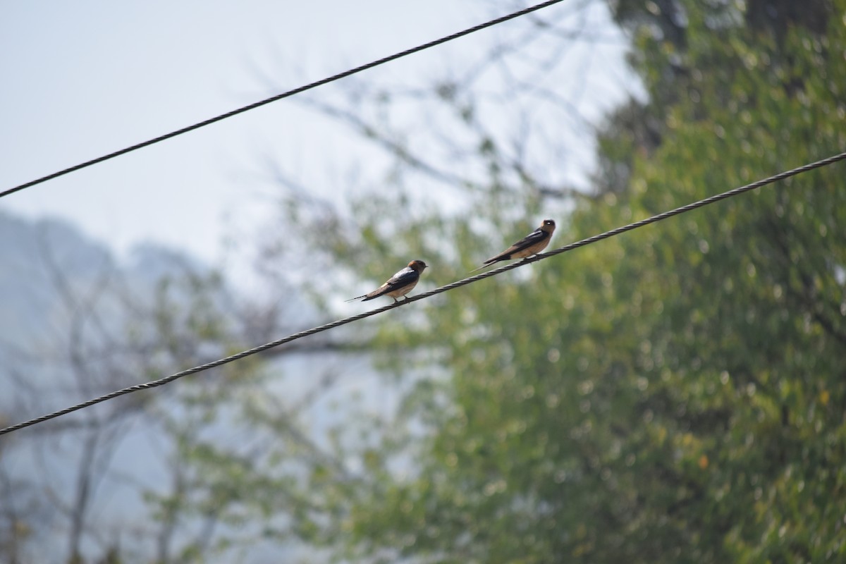Eastern Red-rumped Swallow - ML633017121