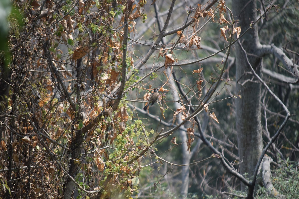 Himalayan Bulbul - ML633017126