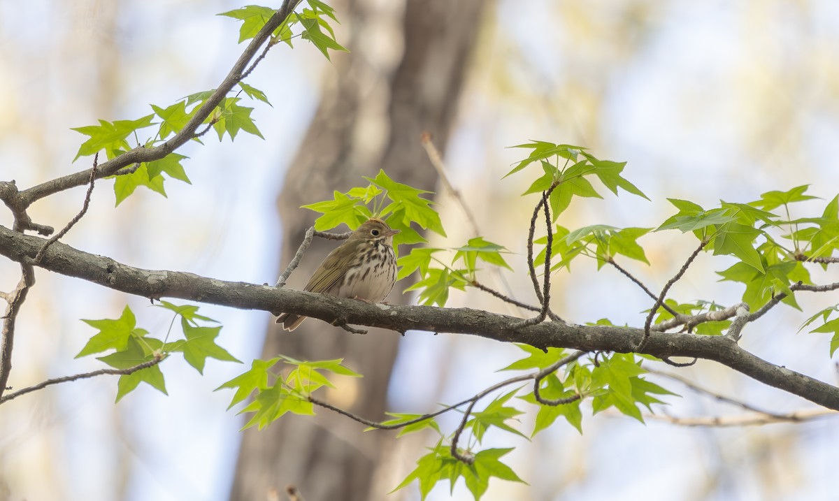 Ovenbird - ML633017175