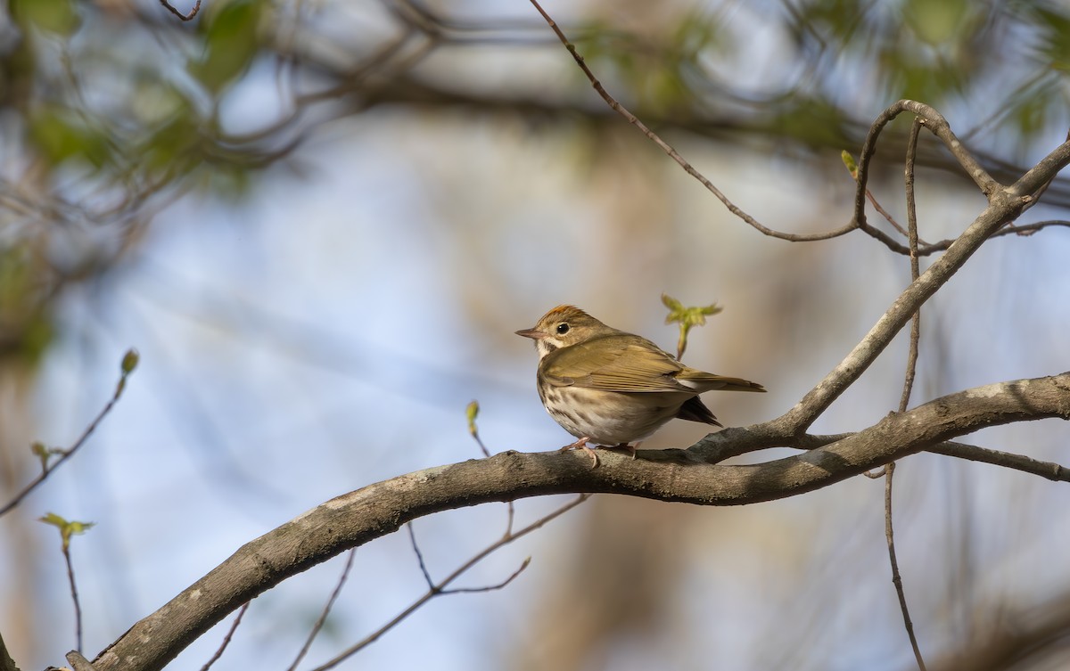 Ovenbird - ML633017176