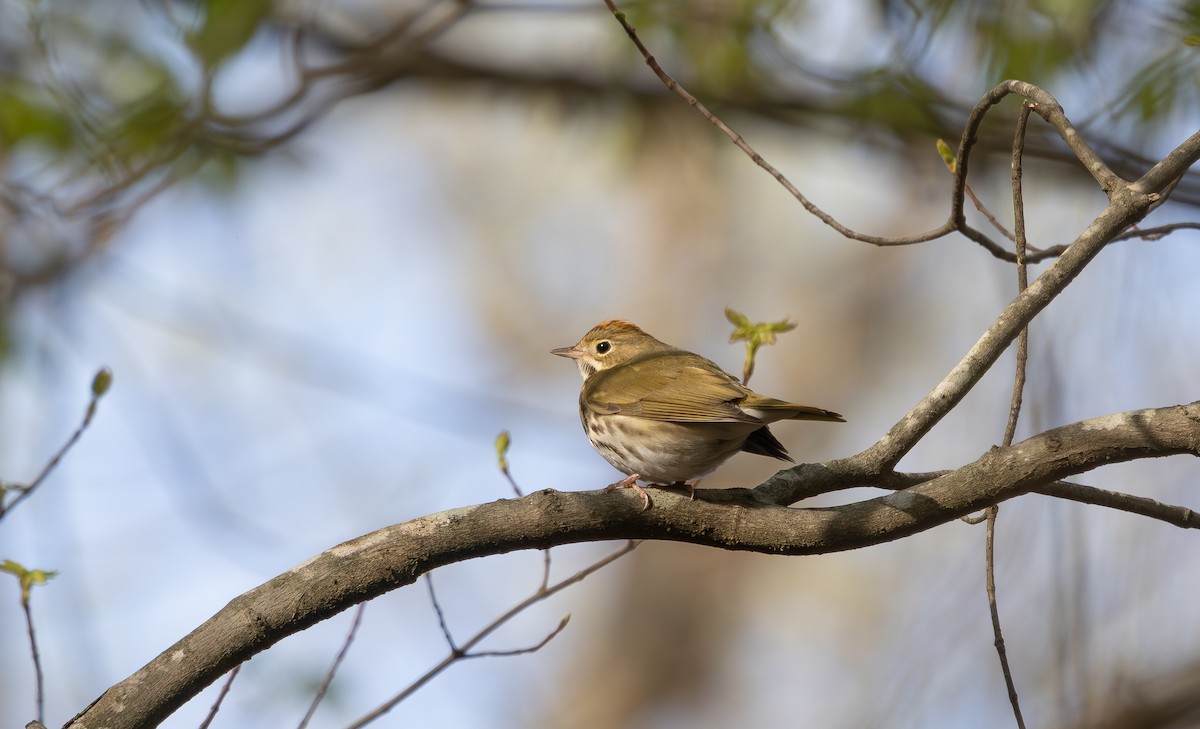 Ovenbird - ML633017177