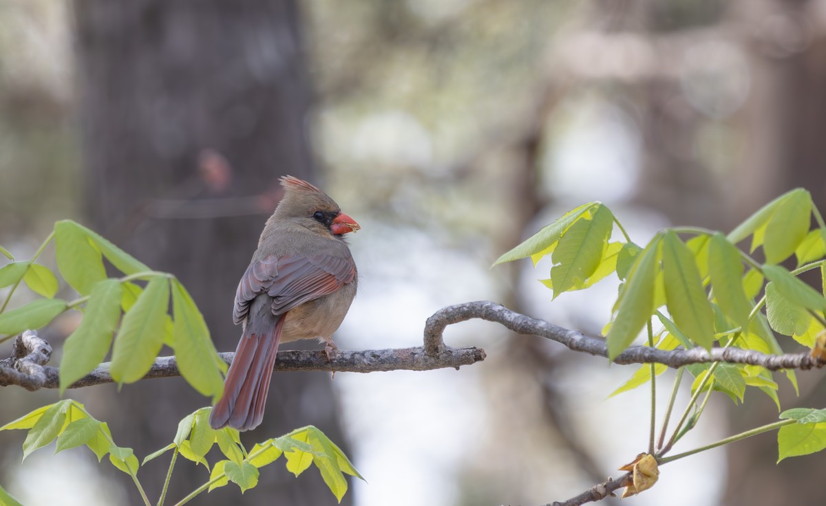Northern Cardinal - ML633017179