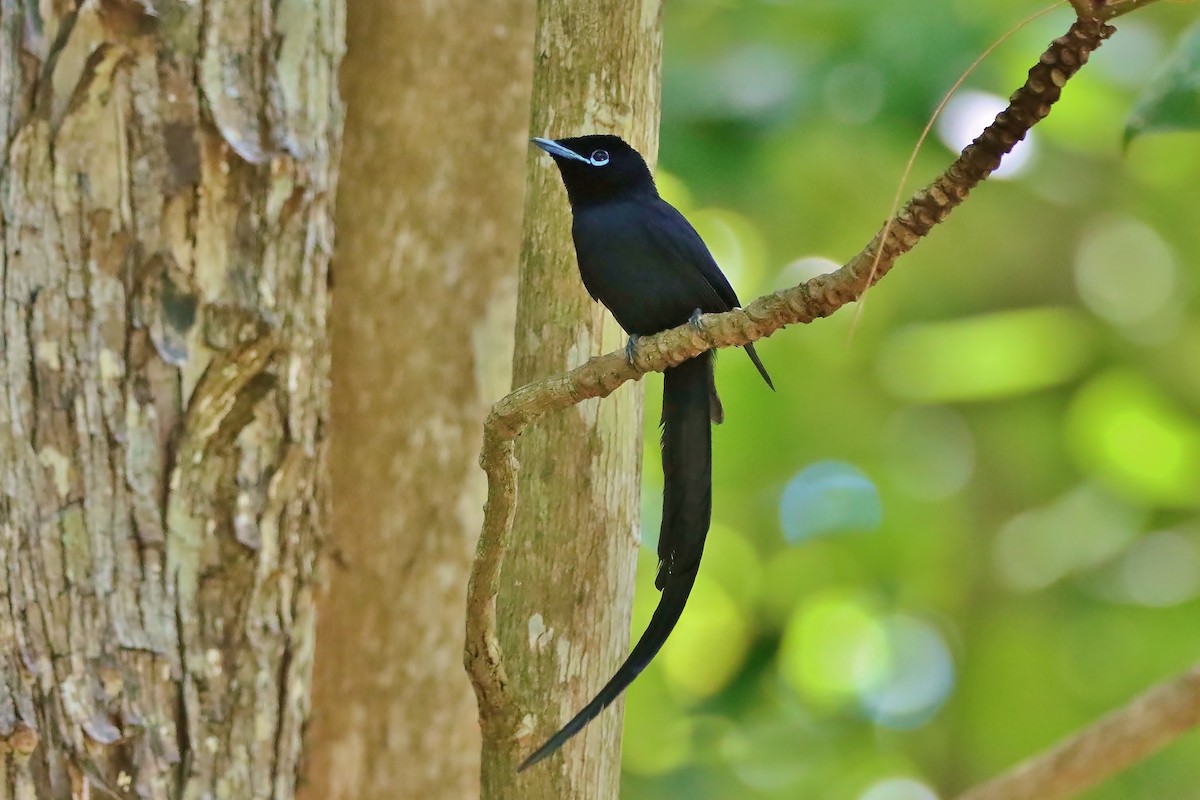 Seychelles Paradise-Flycatcher - ML633017192
