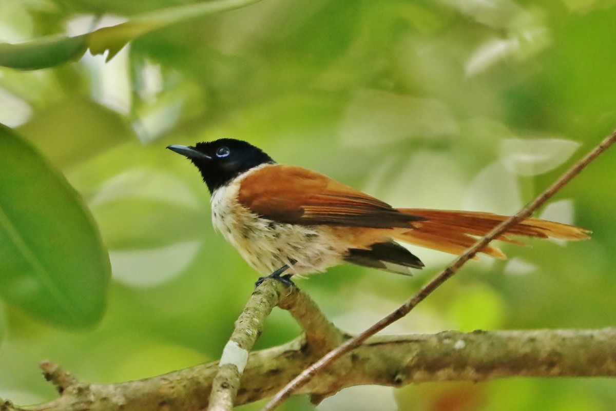 Seychelles Paradise-Flycatcher - ML633017197