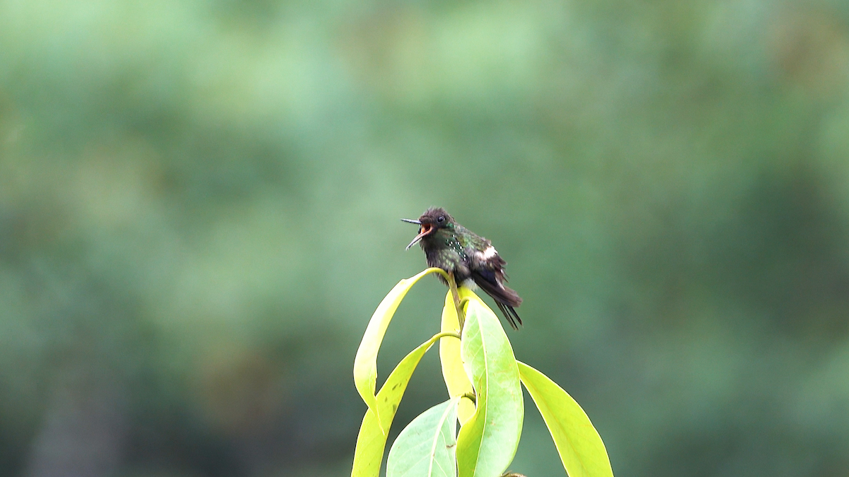 Butterfly Coquette - ML633017219