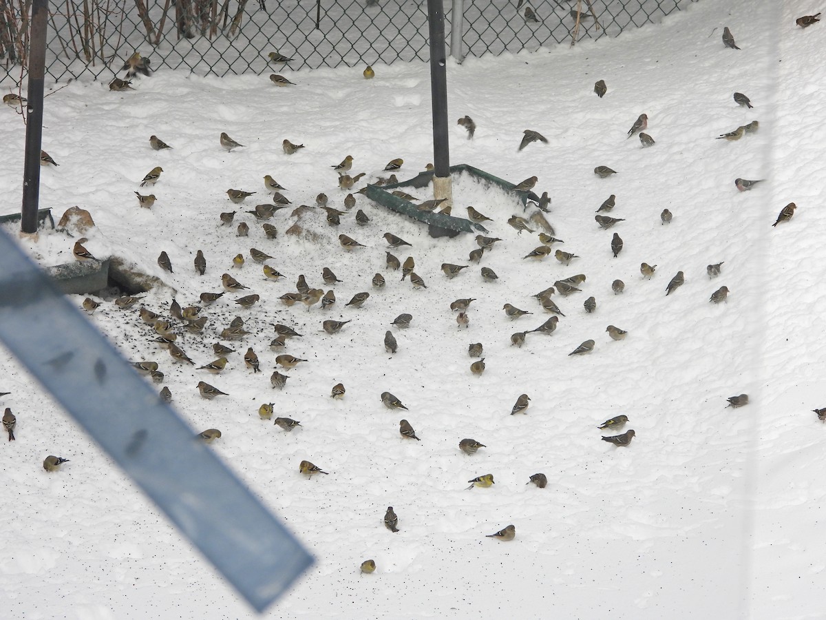 čížek severoamerický - ML633017240