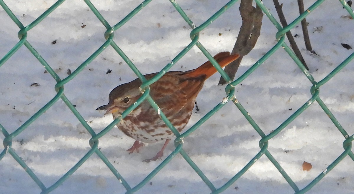 strnadec kaštanový (ssp. iliaca/zaboria) - ML633017248