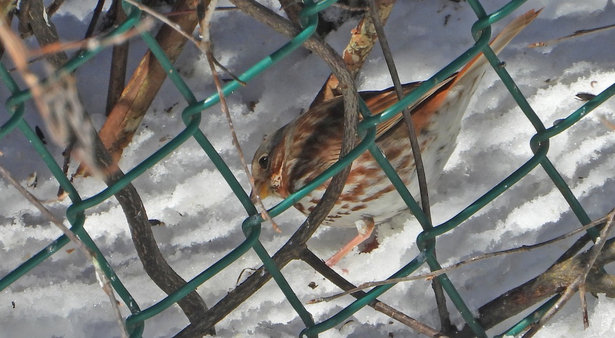 strnadec kaštanový (ssp. iliaca/zaboria) - ML633017249