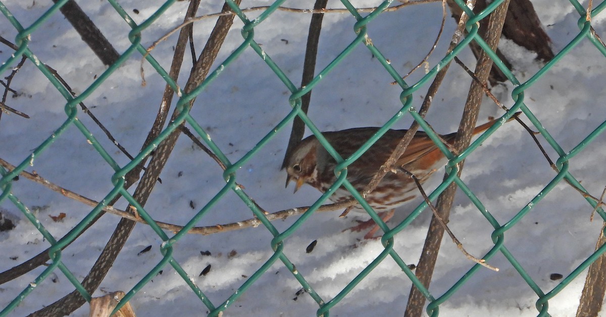 strnadec kaštanový (ssp. iliaca/zaboria) - ML633017250