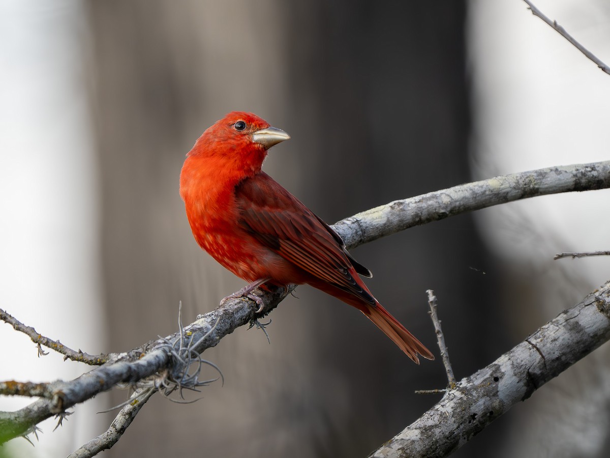 Summer Tanager - ML633017326