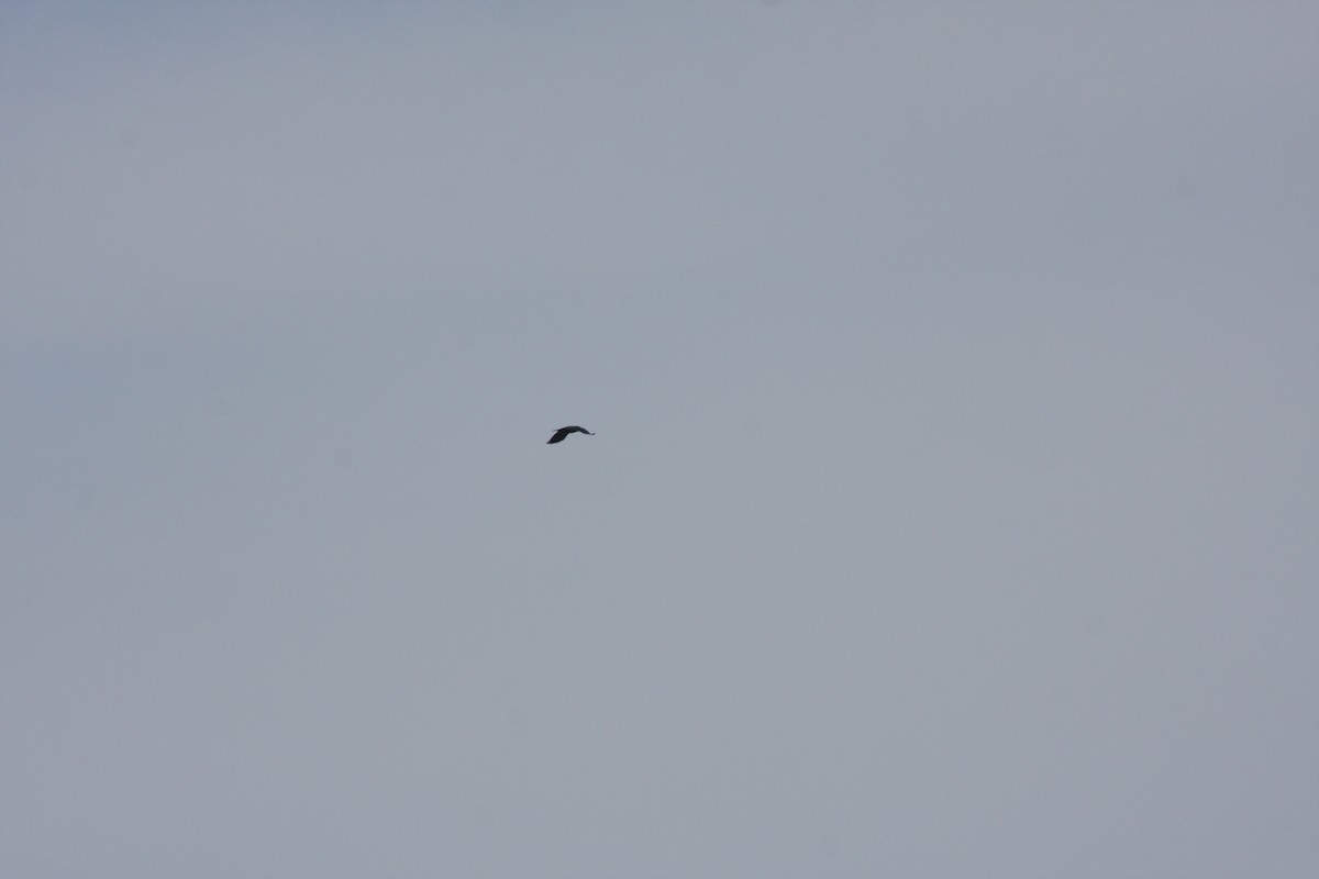 Fish Crow - ML633017338