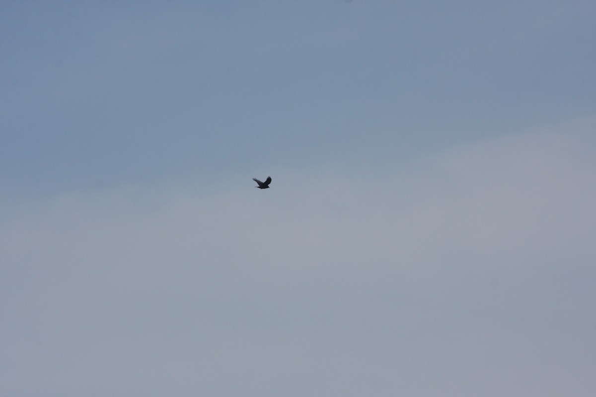 Fish Crow - ML633017343