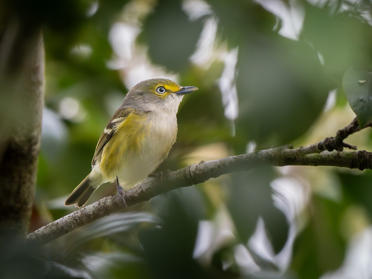 White-eyed Vireo - ML633017350