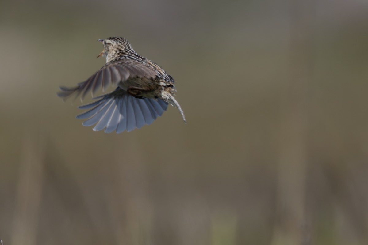 Grass Wren (Austral) - ML633017395