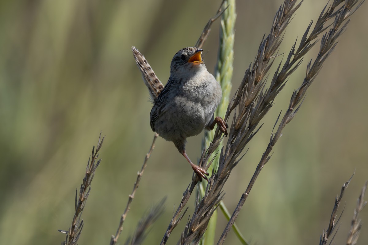 Grass Wren (Austral) - ML633017398