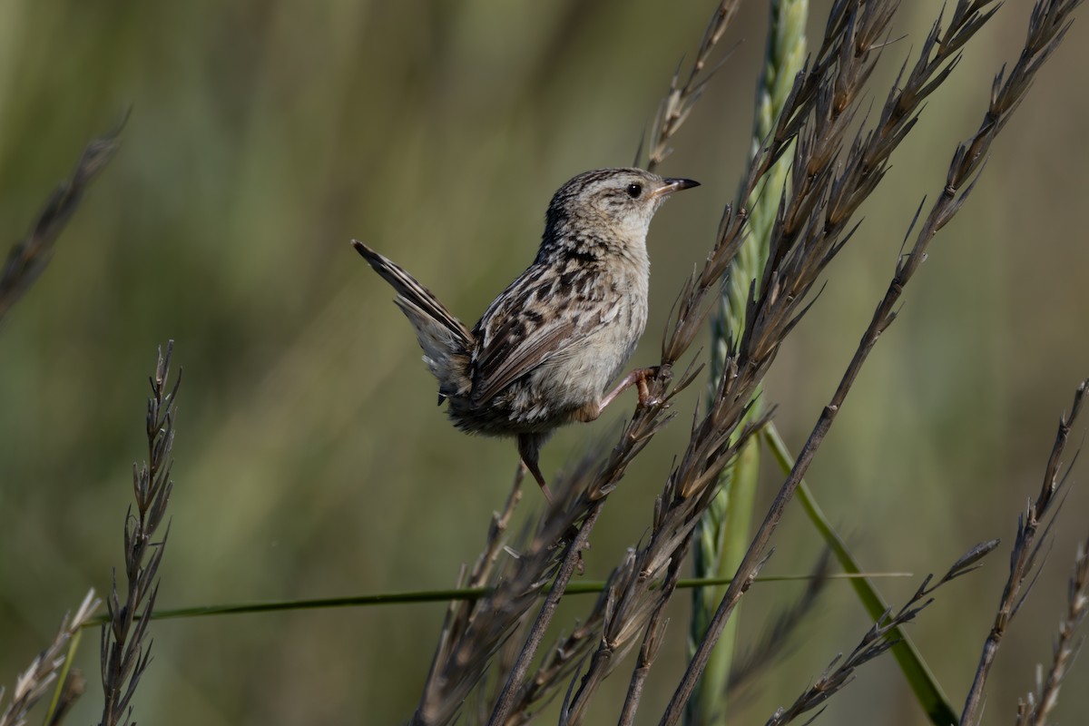 Grass Wren (Austral) - ML633017399
