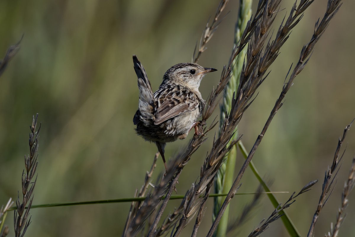 Grass Wren (Austral) - ML633017400
