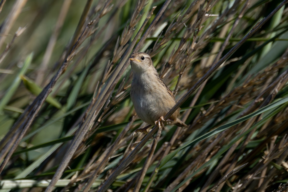 Grass Wren (Austral) - ML633017402