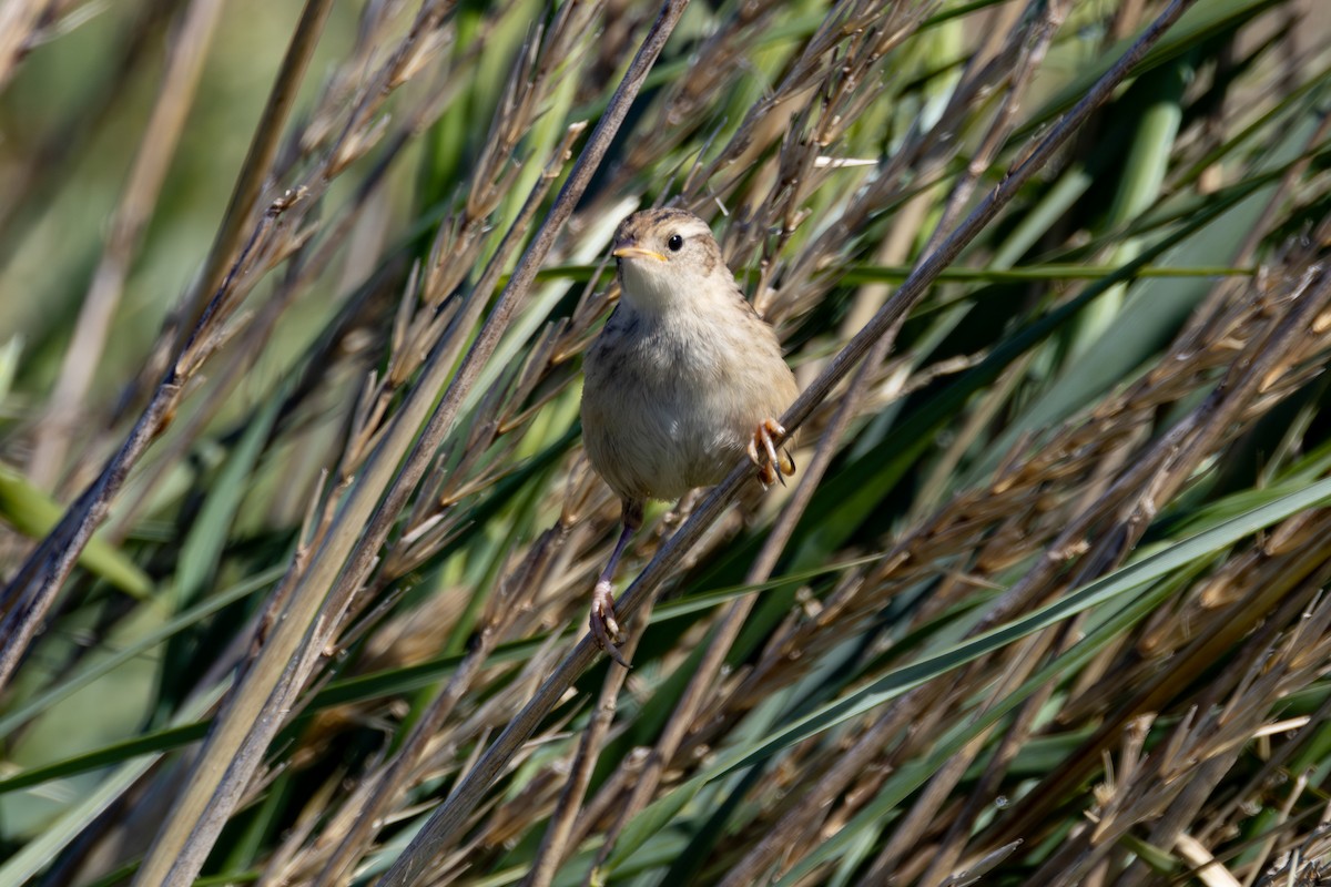 Grass Wren (Austral) - ML633017404