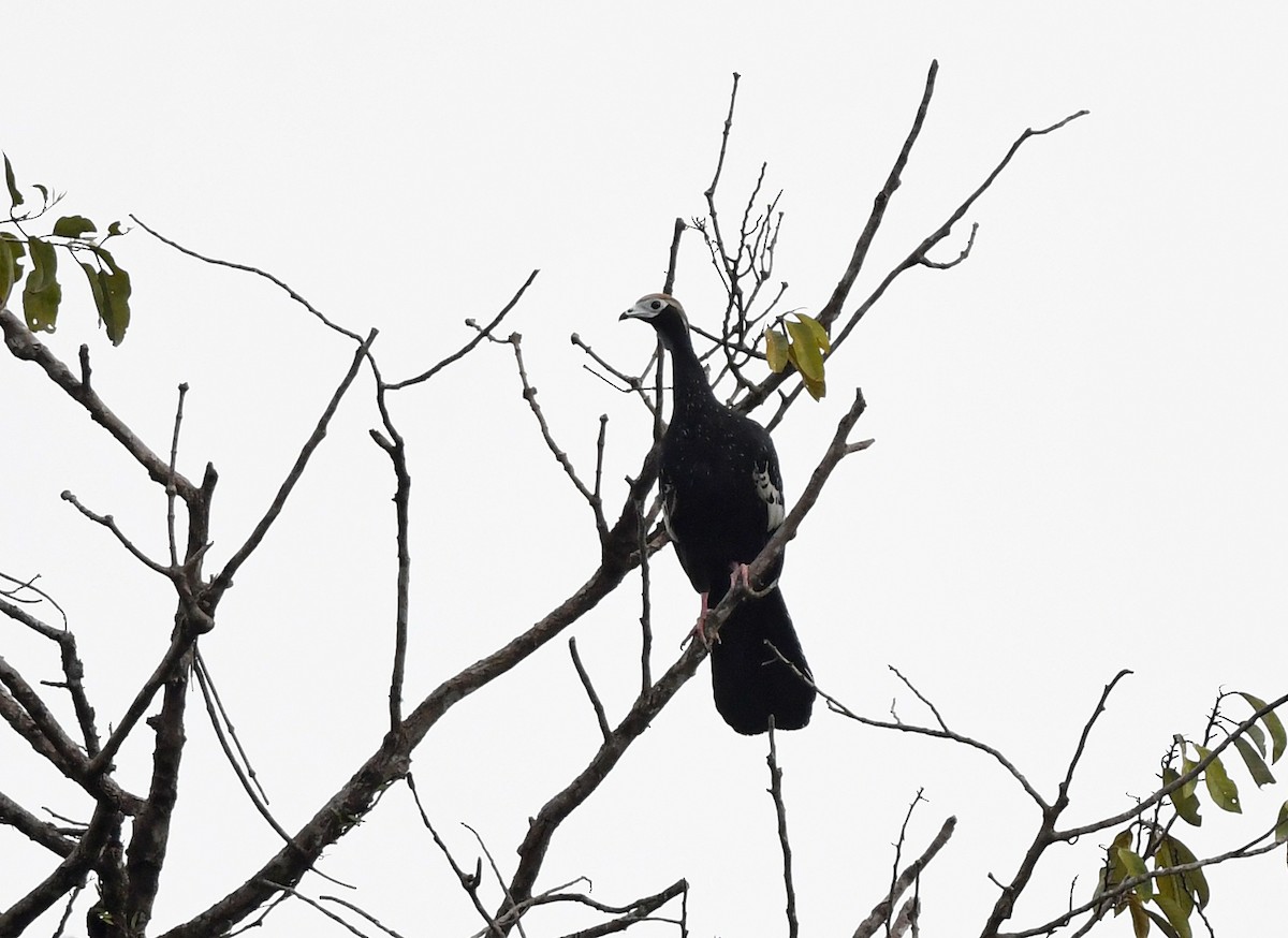 Blue-throated Piping-Guan - ML633017415